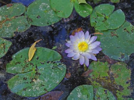 Eine Seerose für Lotti.....deine gefallen uns aber immer noch besser....