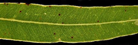 und hier ein Eucalyptusblatt......
