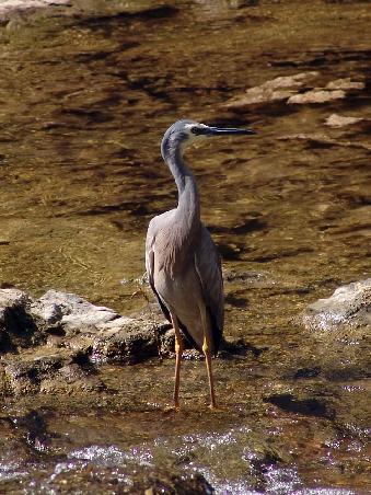 Und nochmal ein Wasservogel