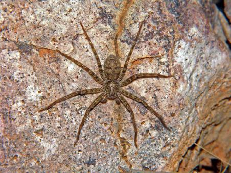 Spinne auf dem Zeltplatz