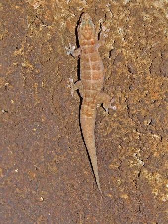 Gecko an der Toilettenwand....