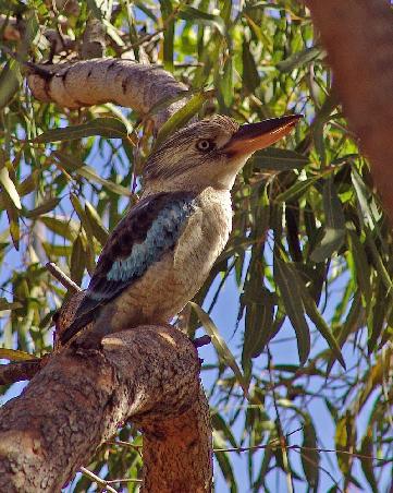 Bluewinged Kookaburra in Mount Isa