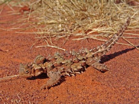 Mitten auf obigen Feldweg fanden wir dieses kleine Geschöpf. Es handelt sich um ein Thorny Devil, oder zu Deutsch Dornenmoloch. Diese bis zu 15cm grossen Echsen essen Ameisen und zwar 800 pro Malzeit. Sie trinken auch nichts sondern saugen die Flüssigkeit die sie zum Leben brauchen über die Haut ein.