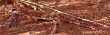 Ein kleiner Gecko