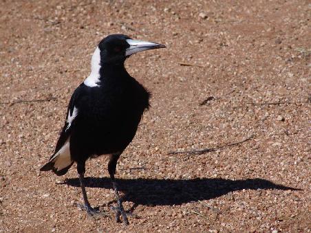 Ein Magpie dem die Devil Marbles genau so gut gefallen wie uns......