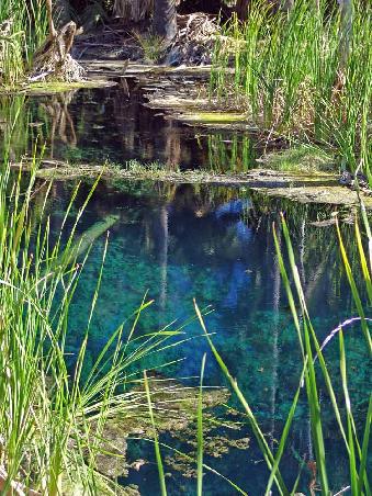Bitter Springs