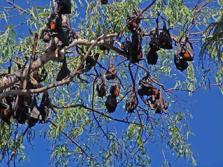 Flying Foxes (Flughunde) auf dem Zeltplatz des Nitmiluk National Parkes.
Sind etwas Noisy und Smelly.
