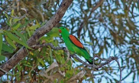 Red winged Parrot