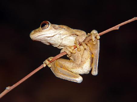 Kleiner Frosch am Abend