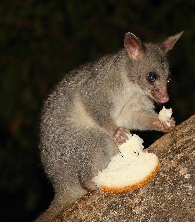 Possum welches sich eine Scheibe Brot ergattert hat (wir waren nicht die Brotspender.....)