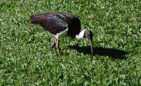 Glossy Ibis