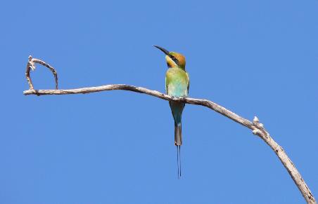 der Rainbow-Beeeater