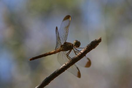 Livias Libelle