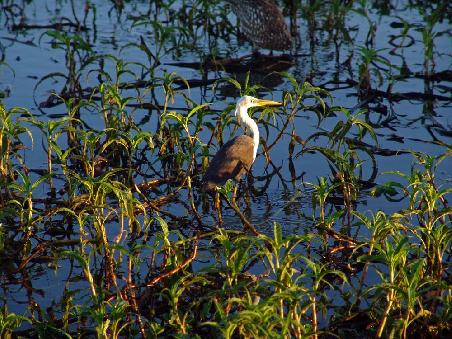 Pied Heron
