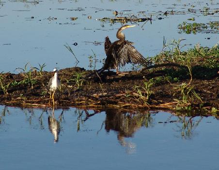 Darter