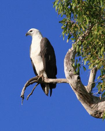 White-bellied Sea-Eagel