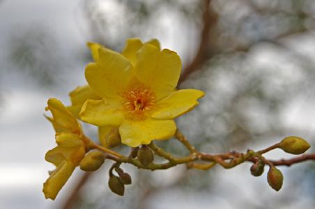 Kapokblüte