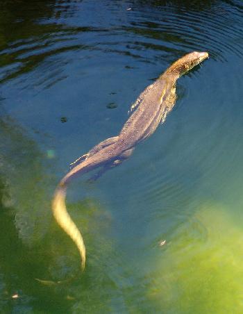Und da schwamm doch tatsächlich ein Merten's Water Monitor (Wasserwaran) an uns vorbei.....