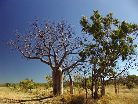 Boab Tree (Flaschenbrotbaum)