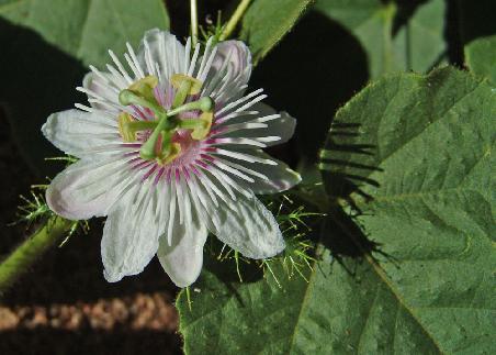 Blüte in der Gorge