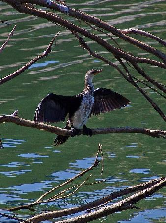 Kleiner Kormoran beim Trocknen
