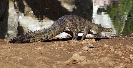 Man kann einem Krokodil auch zu nahe kommen, dann geht es.....