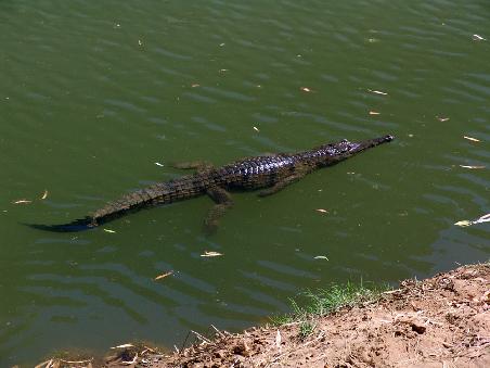 ...und schwimmt davon.
