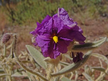 Wildblume
