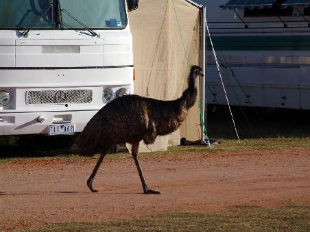 Emu auf dem Zeltplatz
