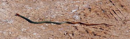 Yellow- faces Whipe Snake am Strand von Lakeside