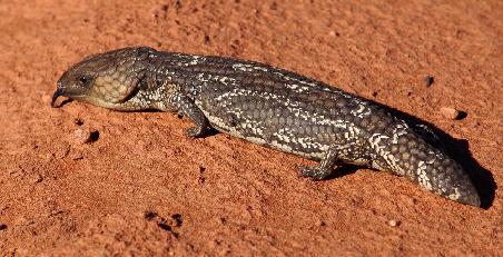 Bobtailed Skink