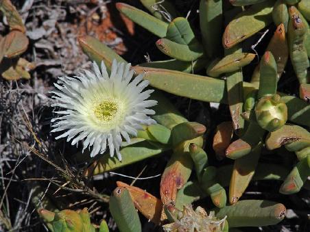 Wildblume zur zweiten.....