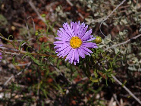 Wildblume zur ersten......