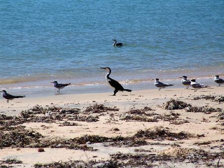 Kormoran und Seeschwalben (Terns) gemeinsam am Strand