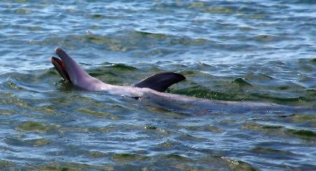 Wild lebender Delfin beim Spielen