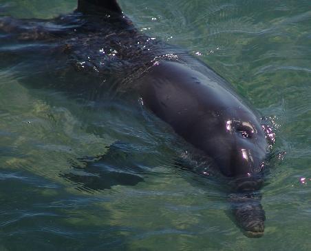 ist das Flipper?.....Nein ist er nicht aber fast so zutraulich
