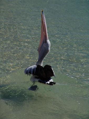 Schnell weg damit sonst holt ihn sich der Delfin doch noch....
Das wars vom ersten Fischfangwettbewerb zwischen Delfin und Pelikan....wir würden uns freuen Sie bald wieder in unserer Arena begrüssen zu dürfen.....
