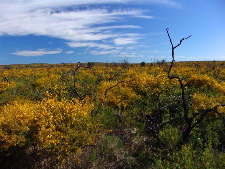 Nambung National Park