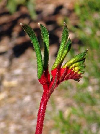 ...sie sind das Wahrzeichen des Wildblumen Staates Western Australia.