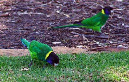 Zwei Australien Ringneck Parrots bei der Futtersuche