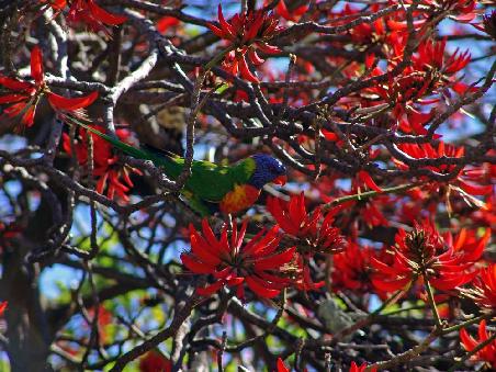 Ein Rainbow Lorikeet sieht rot