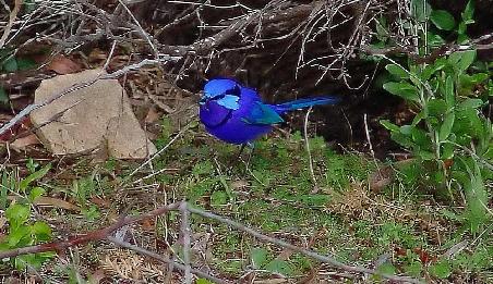 Splendid Fairy Wren