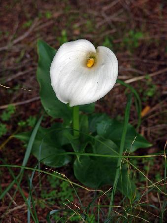 Wildflower