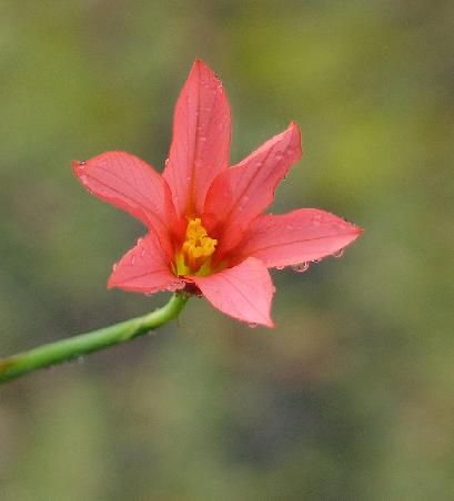 Wildflower again