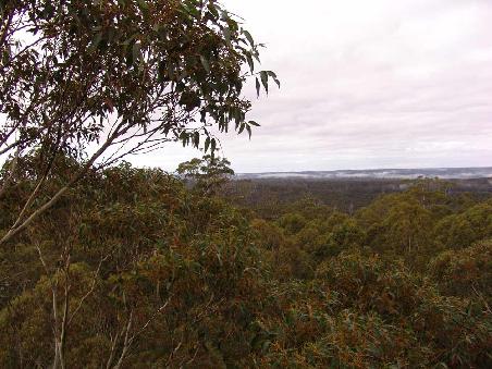 Aussicht vom Gloucester Tree
