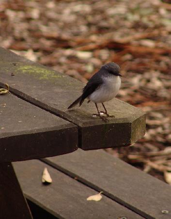White-bellied Robin