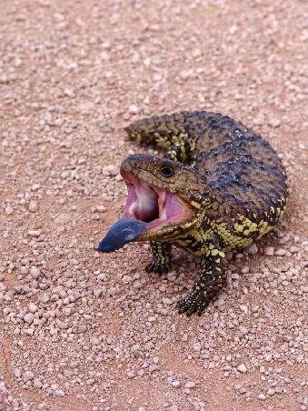 Dieser Skink wollte uns wohl nicht auf seiner Strasse haben.....