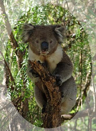 Hier nur eines aus der Koala-Reihe