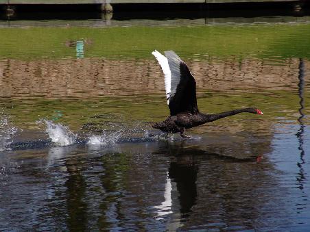 Startgenemigung erteilt.... Flug "schwarzer Schwan" hebt ab....