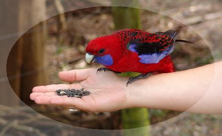 Crimson Rosella